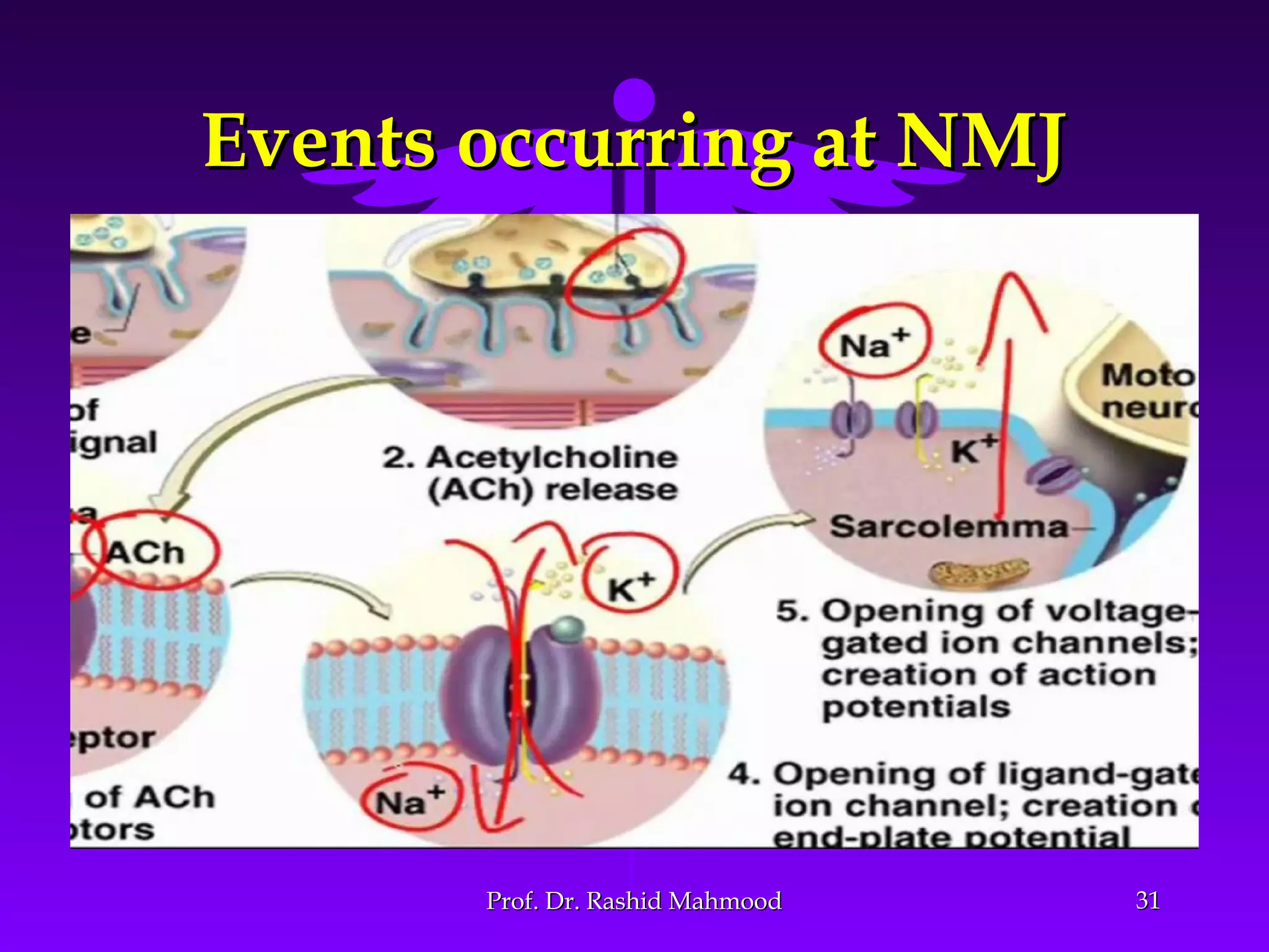 Events occurring at NMJEvents occurring at NMJ
3131Prof. Dr. Rashid MahmoodProf. Dr. Rashid Mahmood
 