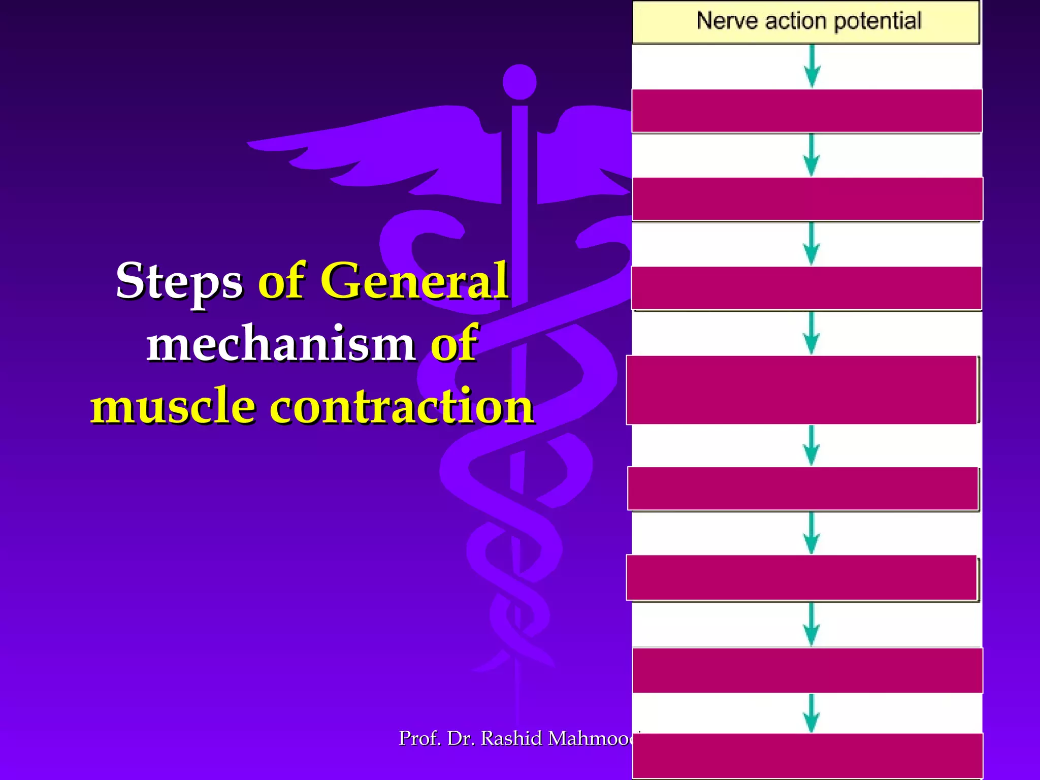 3232
StepsSteps of Generalof General
mechanismmechanism ofof
muscle contractionmuscle contraction
Prof. Dr. Rashid MahmoodProf. Dr. Rashid Mahmood
 