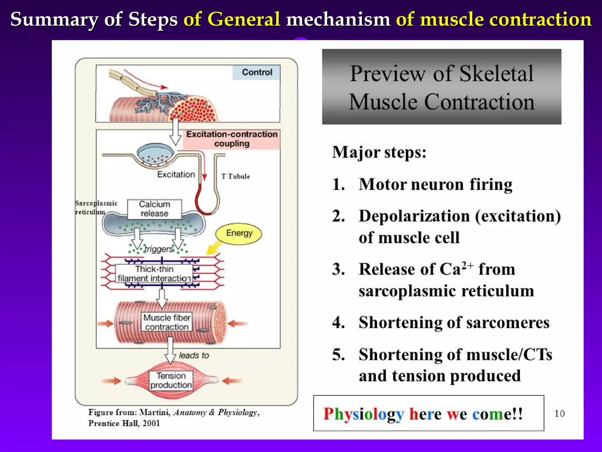 Summary of StepsSummary of Steps of Generalof General mechanismmechanism of muscle contractionof muscle contraction
3333Prof. Dr. Rashid MahmoodProf. Dr. Rashid Mahmood
 