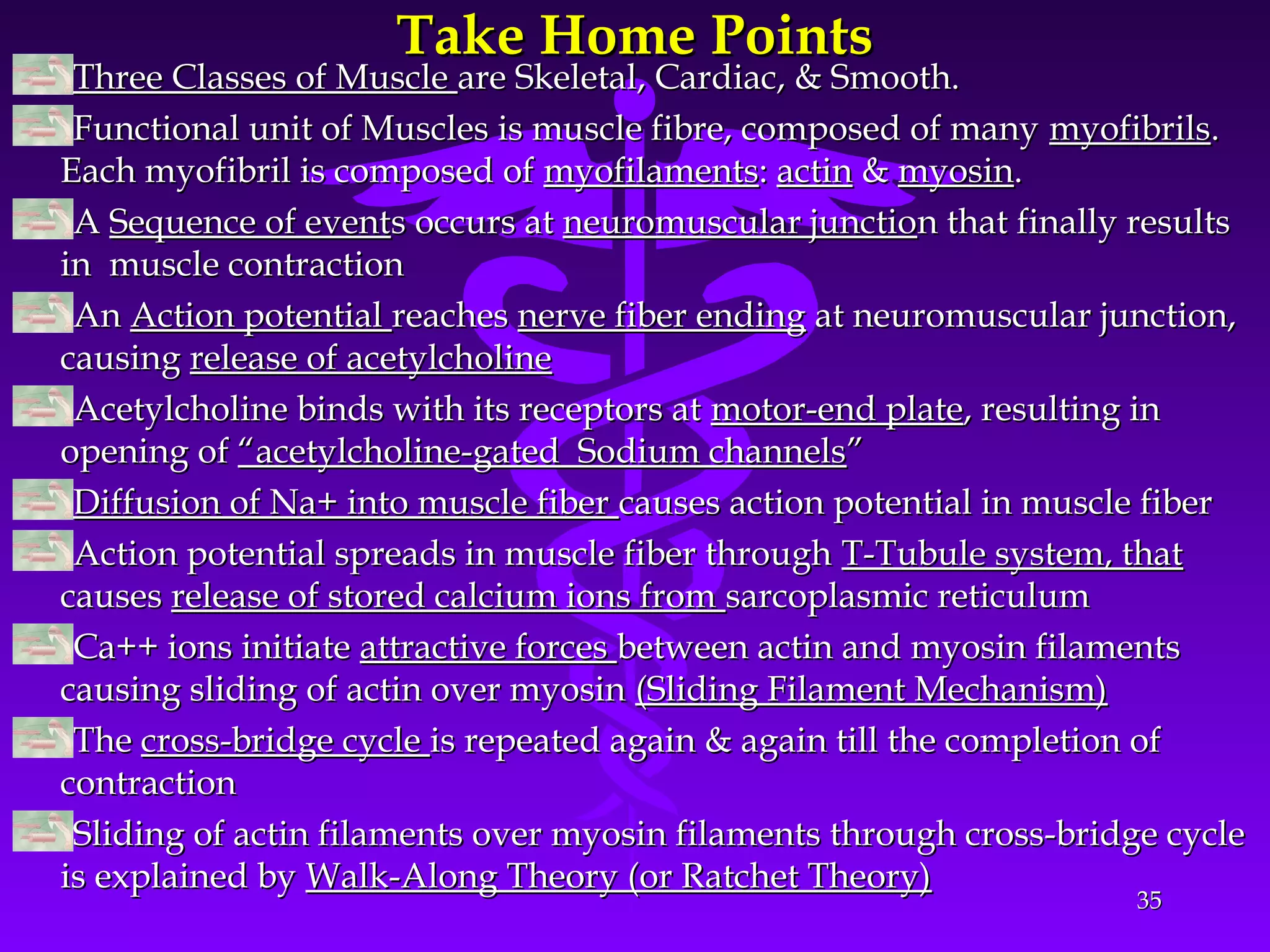 Take Home PointsTake Home Points
Three Classes of MuscleThree Classes of Muscle are Skeletal, Cardiac, & Smooth.are Skeletal, Cardiac, & Smooth.
Functional unit of Muscles is muscle fibre, composed of manyFunctional unit of Muscles is muscle fibre, composed of many myofibrilsmyofibrils..
Each myofibril is composed ofEach myofibril is composed of myofilamentsmyofilaments:: actinactin && myosinmyosin..
AA Sequence of eventSequence of events occurs ats occurs at neuromuscular junctioneuromuscular junction that finally resultsn that finally results
in muscle contractionin muscle contraction
AnAn Action potentialAction potential reachesreaches nerve fiber endingnerve fiber ending at neuromuscular junction,at neuromuscular junction,
causingcausing release of acetylcholinerelease of acetylcholine
Acetylcholine binds with its receptors atAcetylcholine binds with its receptors at motor-end platemotor-end plate, resulting in, resulting in
opening ofopening of “acetylcholine-gated Sodium channels“acetylcholine-gated Sodium channels””
Diffusion of Na+ into muscle fiberDiffusion of Na+ into muscle fiber causes action potential in muscle fibercauses action potential in muscle fiber
Action potential spreads in muscle fiber throughAction potential spreads in muscle fiber through T-Tubule system, thatT-Tubule system, that
causescauses release of stored calcium ions fromrelease of stored calcium ions from sarcoplasmic reticulumsarcoplasmic reticulum
Ca++ ions initiateCa++ ions initiate attractive forcesattractive forces between actin and myosin filamentsbetween actin and myosin filaments
causing sliding of actin over myosincausing sliding of actin over myosin (Sliding Filament Mechanism)(Sliding Filament Mechanism)
TheThe cross-bridge cyclecross-bridge cycle is repeated again & again till the completion ofis repeated again & again till the completion of
contractioncontraction
Sliding of actin filaments over myosin filaments through cross-bridge cycleSliding of actin filaments over myosin filaments through cross-bridge cycle
is explained byis explained by Walk-Along Theory (or Ratchet Theory)Walk-Along Theory (or Ratchet Theory)
3535
 