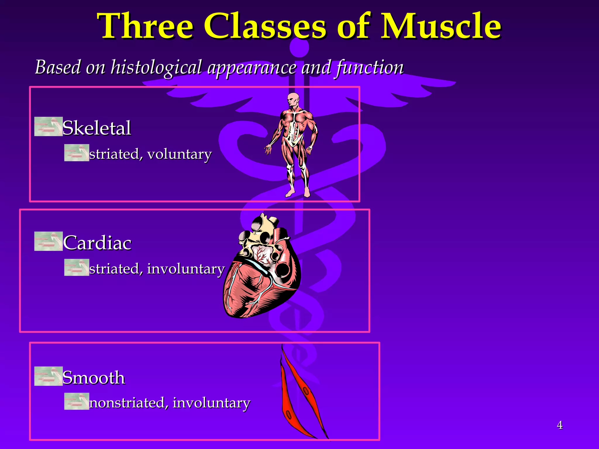 Three Classes of MuscleThree Classes of Muscle
Based on histological appearance and functionBased on histological appearance and function
SkeletalSkeletal
striated, voluntarystriated, voluntary
CardiacCardiac
striated, involuntarystriated, involuntary
SmoothSmooth
nonstriated, involuntarynonstriated, involuntary
44
 