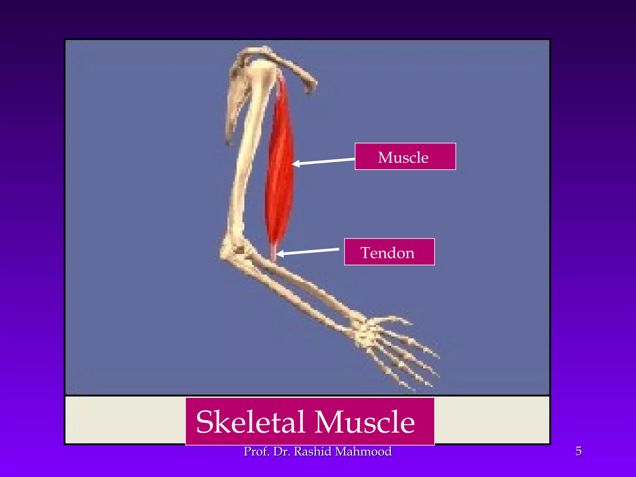 55
Muscle
Tendon
Prof. Dr. Rashid MahmoodProf. Dr. Rashid Mahmood
Skeletal Muscle
 