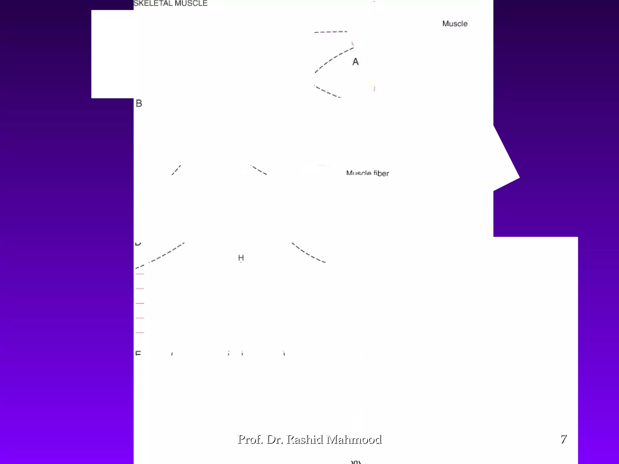 PhysiologicalPhysiological
Anatomy ofAnatomy of
MuscleMuscle
77Prof. Dr. Rashid MahmoodProf. Dr. Rashid Mahmood
 