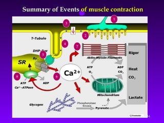 Contractile mechanism of skeletal muscle 1 | PPT