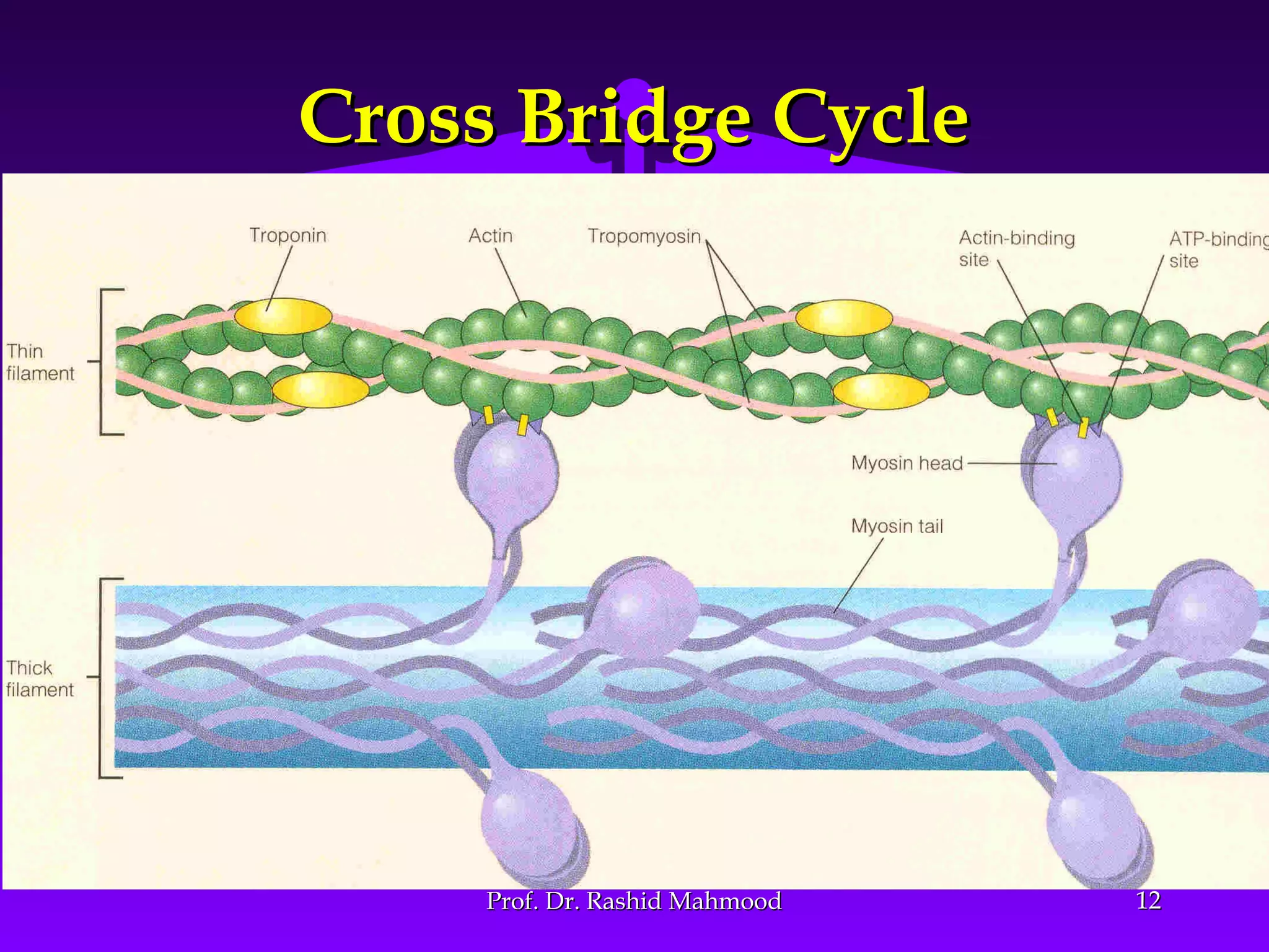 Contractile mechanism of skeletal muscle 2 | PPT