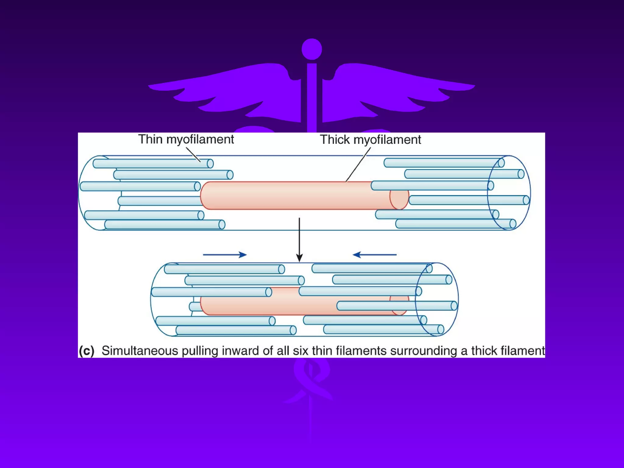 Contractile mechanism of skeletal muscle 2 | PPT
