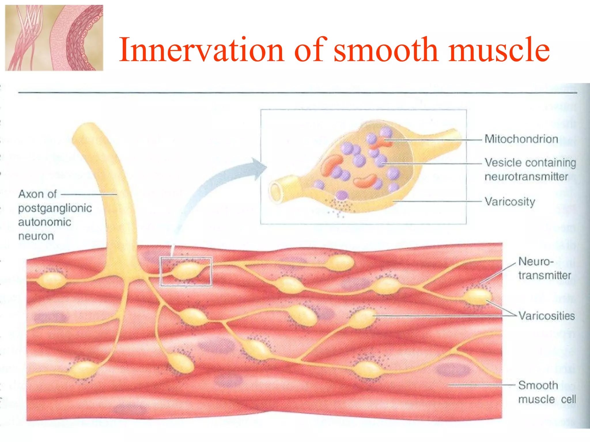 Contractile mechanism of smooth muscle | PPT