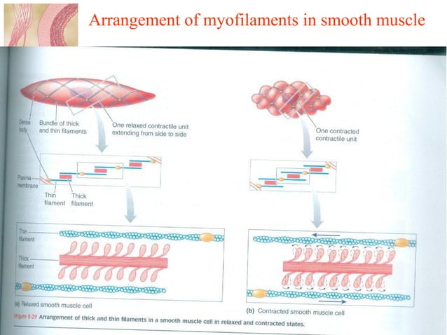 Contractile mechanism of smooth muscle | PPT | Bodybuilding | Sports