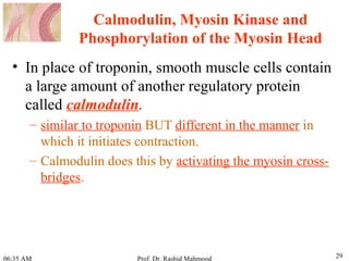 Contractile mechanism of smooth muscle | PPT