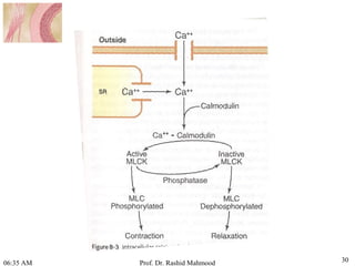 Contractile mechanism of smooth muscle | PPT