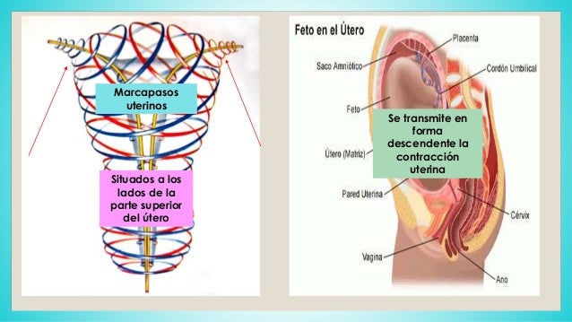 Ka a aumentar el miembro