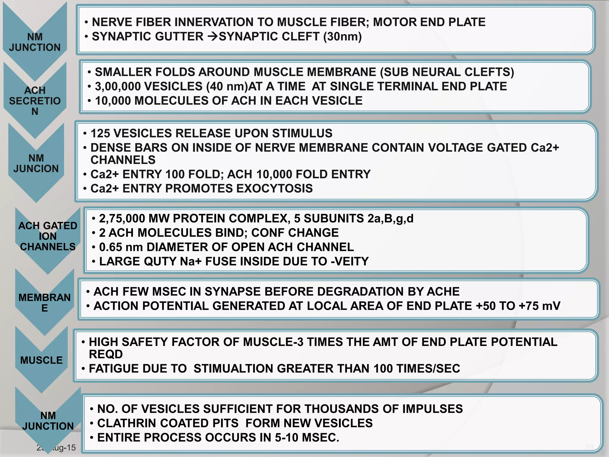 Symaptic Gutter Contraction of skeletal and smooth muscles | PPTX