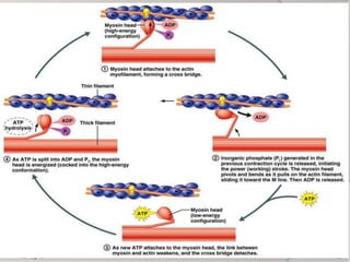 Contraction of skeletal and smooth muscles | PPTX