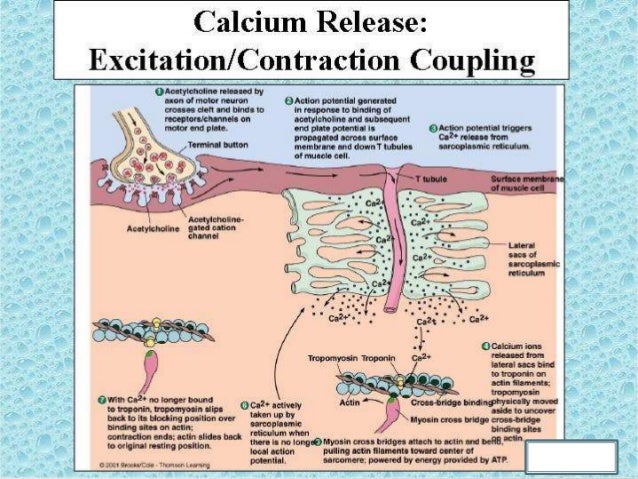 contraction of skeletal and smooth muscles skeletal muscle contraction