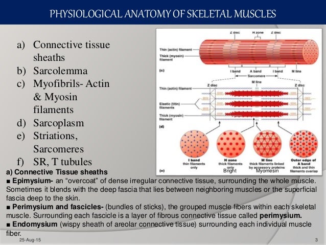 Contraction of skeletal and smooth muscles