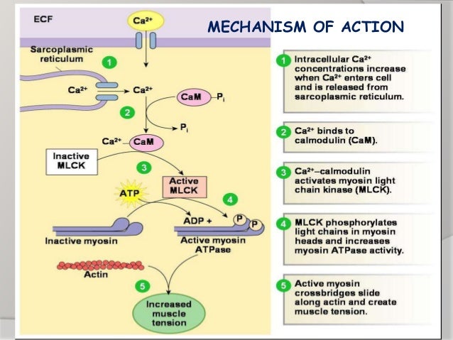 Contraction of skeletal and smooth muscles