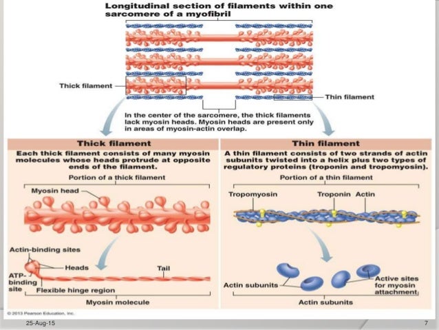contraction of skeletal and smooth muscles skeletal muscle contraction