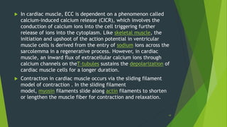  In cardiac muscle, ECC is dependent on a phenomenon called
calcium-induced calcium release (CICR), which involves the
conduction of calcium ions into the cell triggering further
release of ions into the cytoplasm. Like skeletal muscle, the
initiation and upshoot of the action potential in ventricular
muscle cells is derived from the entry of sodium ions across the
sarcolemma in a regenerative process. However, in cardiac
muscle, an inward flux of extracellular calcium ions through
calcium channels on theT-tubules sustains the depolarization of
cardiac muscle cells for a longer duration.
 Contraction in cardiac muscle occurs via the sliding filament
model of contraction . In the sliding filament
model, myosin filaments slide along actin filaments to shorten
or lengthen the muscle fiber for contraction and relaxation.
44
 