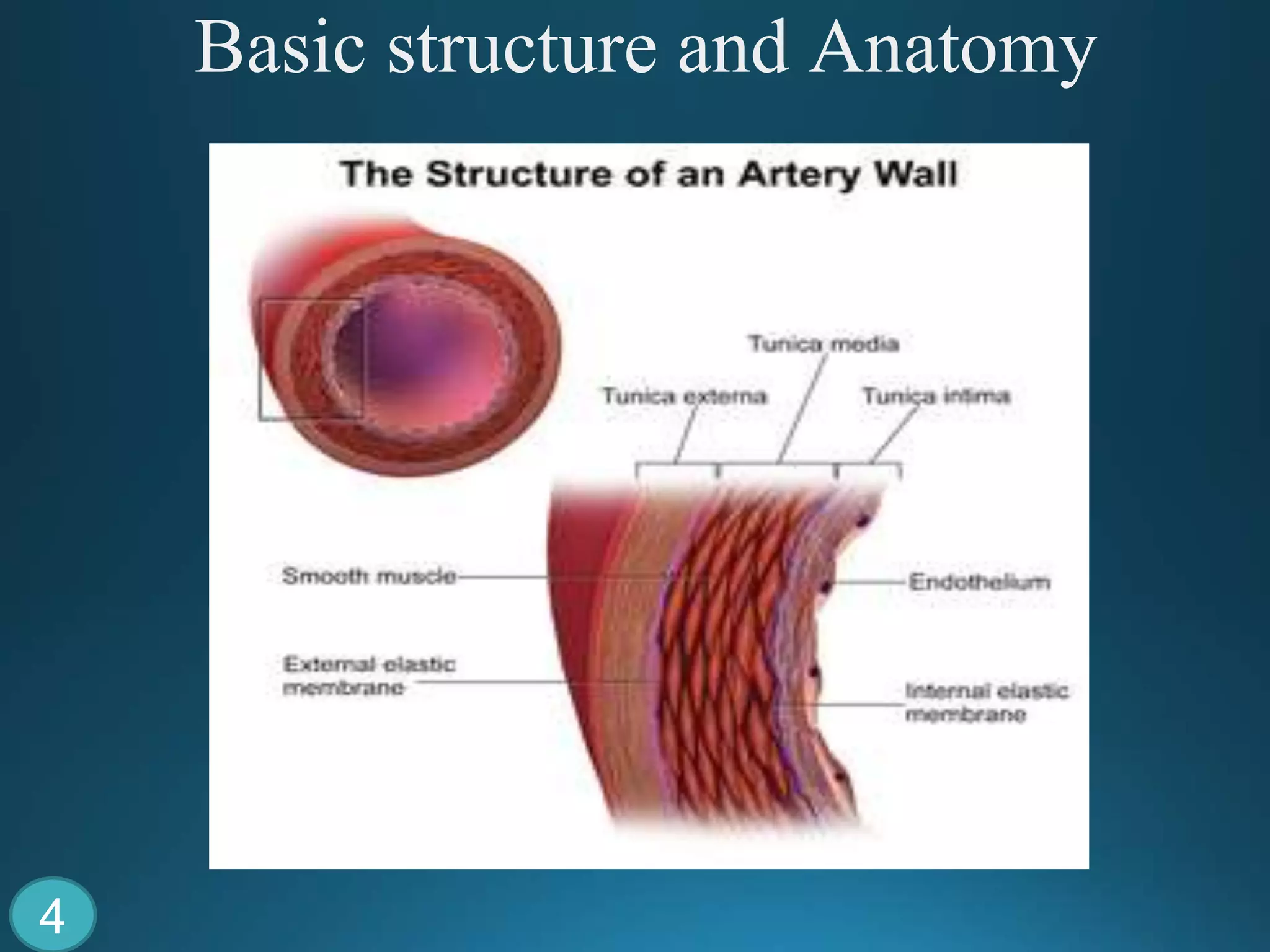 Contraction and relaxtaion of vascular smooth muscle | PPTX