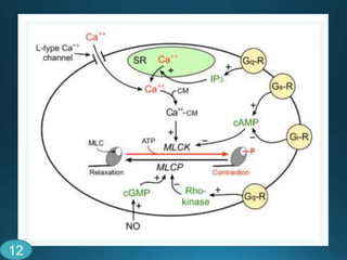 Contraction and relaxtaion of vascular smooth muscle | PPTX