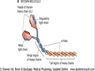 Comprehensive Overview of Skeletal Muscle Contraction Mechanisms and ...