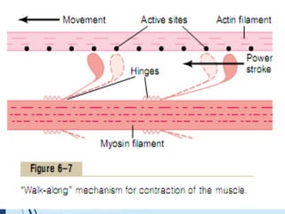 Comprehensive Overview of Skeletal Muscle Contraction Mechanisms and ...