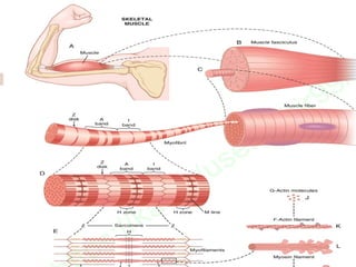 Comprehensive Overview of Skeletal Muscle Contraction Mechanisms and ...
