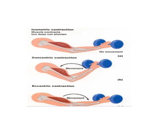 Comprehensive Overview of Skeletal Muscle Contraction Mechanisms and ...