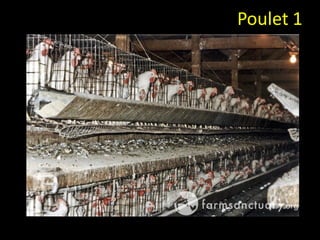 Poulet 1
 