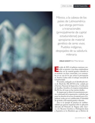 www.contralinea.com.mx 49
INVESTIGACIÓNLÍNEA GLOBAL
México, a la cabeza de los
países de Latinoamérica
que otorga permisos
a trasnacionales
(principalmente de capital
estadunidense) para
apropiarse de material
genético de seres vivos.
Pueblos indígenas,
despojados de su sabiduría
milenaria
E
n julio de 2015, el gobierno mexicano con-
cedió un permiso a una firma estadunidense
sobre uso de material genético obtenido en
su territorio con fines comerciales y no comercia-
les, en un caso de los que avivan la preocupación
en América Latina sobre el enfoque mercantil de
la biodiversidad.
El acuerdo,catalogado con el identificador úni-
co de Absch-Ircc-Mx-207343-2, fue avalado por
el Servicio Nacional de Inspección y Certificación
de Semillas y beneficia a la empresa estadunidense
BioN2,Inc,de la que no hay muchos detalles.
Se asegura que se obtuvo el consentimiento pre-
vio e informado de la organización o individuo que
posee los derechos de acceso al material,pero el ex-
pediente oculta, por ser confidenciales, la identidad
de tal titular y del material genético obtenido.
Éste es un ejemplo de prácticas de confiden-
cialidad que generan inquietud sobre la aplicación
adecuada del Protocolo de Nagoya sobre Acce-
so a los Recursos Genéticos y Participación Justa
y Equitativa en los Beneficios que se Deriven de
EMILIO GODOY/Inter Press Service
123RF
 