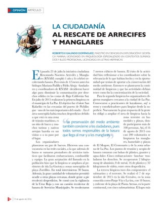 18 15 de agosto de 2016
ARTÍCULOOPINIÓN
E
l pasado 23 de julio la iniciativa ciudadana
Rescatando Nuestros Arrecifes y Mangla-
res (RNAM) cumplió 1 año y lo celebró re-
colectando basura. Poco más de 12 meses antes los
biólogos Mariana Padilla y Pablo Ahuja –fundado-
res y coordinadores de RNAM– decidieron hacer
algo para disminuir la contaminación por dese-
chos sólidos en las costas de Baja California Sur.
En julio de 2015 realizaron la primera limpieza en
el municipio de La Paz. El objetivo fue el islote San
Rafaelito en las cercanías del puerto de Pichilin-
gue –uno de los más importantes del estado–. En el
área sumergida había muchos desperdicios debido
a que está en una zona
de tránsito marítimo, es
un sitio de buceo y mu-
chos turistas y nativos
arrojan bazofia en sus
visitas o a su paso por
el lugar.
Los organizadores
planearon un par de buceos. Hicieron una con-
vocatoria en las redes sociales, a la que además de
buzos se sumaron prestadores de servicios turís-
ticos que facilitaron embarcaciones, combustible
y equipo. La gran aceptación del llamado en la
población hizo que la limpieza se ampliara al pe-
rímetro de isla La Gaviota y zonas sumergidas de
playa Zorrillito. En total intervinieron 30 buzos.
Además, la gran cantidad de voluntarios permitió
acudir a otras playas cercanas, donde gente a pie
recolectó desperdicios. Se contó con la vigilancia
de la Cruz Roja y con un camión recolector de
basura de Servicios Municipales. Se recolectaron
7 metros cúbicos de basura. El éxito de la activi-
dad hizo reﬂexionar a los coordinadores sobre la
relevancia de lo que habían hecho y en la oportu-
nidad que tenían de aportar a la conservación del
medio ambiente. Entonces se plantearon la conti-
nuidad de limpiezas y que las actividades debían
tener como fin la concientización de la sociedad.
Para la segunda limpieza los organizadores eli-
gieron manglares cercanos a la ciudad de La Paz.
Convocaron a practicantes de kayakismo, surf a
remo y esnorkeleadores para limpiar desde la su-
perficie. Nuevamente la gran respuesta de la gente
los obligó a ampliar el área de limpieza hacia la
zona terrestre en hu-
medales y playas, don-
de participaron más de
100 personas. Así, el 16
de agosto de 2015 con
casi 200 voluntarios se
limpiaron los mangla-
res, humedales y playas
de El Mogote, El Centenario y de la zona urba-
na de La Paz. Los puntos de reunión y acopio de
basura contaron con bolsas de plástico, guantes y
agua dulce. Cinco embarcaciones –lanchas– tras-
ladaron los desechos. Se recuperaron 2 kilogra-
mosg de aluminio, 8 de metal, 16 de plástico y 32
kilogramos de vidrio, entre otros desperdicios.
La tercera limpieza tuvo dos componentes: el
submarino y el terrestre. Se realizó el 7 de sep-
tiembre de 2015 en la isla Cerralvo, en la zona
conocida como Pargo Vía o La tira, con 18 buzos;
y enfrente de la playa de Punta Arenas, en la parte
continental, con cinco submarinistas. El logro más
ROBERTO E GALINDO DOMÍNGUEZ, MAESTRO EN CIENCIAS EN EXPLORACIÓNY GEOFÍSI-
CA MARINA, LICENCIADO EN ARQUEOLOGÍA ESPECIALIZADO EN CONTEXTOS SUMERGI-
DOSY BUZO PROFESIONAL; LICENCIADO EN LETRAS HISPÁNICAS
La preservación del medio ambiente
también concierne a los ciudadanos, pues
todos somos responsables de la basura
que llega al mar y a los manglares
La preservación del medio ambiente
que llega al mar y a los manglares
LA CIUDADANÍA
AL RESCATE DE ARRECIFES
Y MANGLARES
 