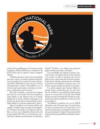 www.contralinea.com.mx 59
INVESTIGACIÓNLÍNEA GLOBAL
Uganda”. También es un refugio para numerosos
grupos armados nacionales y extranjeros.
Las comunidades que ingresan al parque a me-
nudo lo hacen con la protección de actores armados,
y los vínculos con ellos se fortalecen aún más por
políticos que se aprovechan del sentimiento genera-
lizado de que el parque expropió tierras ancestrales,
lo que lleva a estos políticos, en algunos casos, a “fi-
nanciar a grupos armados que operan en el parque”.
Los autores sugieren que el parque “adopte un
enfoque hacia la conservación que sea más sensi-
ble a los conflictos”y que redoble los esfuerzos para
mejorar la comunicación local. Pero Jean-Claude
Kyungu cree que la estrategia delVirunga no es par-
ticularmente represiva,dados los enormes retos a los
que se enfrenta.
“En Kibirizi, la población vive con las FDLR.
¿Permitimos que esta gente haga sus propias leyes,
no sólo en un parque, sino en un país que no es el
suyo? Las personas que no respetan las fronteras tie-
nen que ser retiradas”,subraya.(Este artículo recibió
el apoyo de International Women’s Media Founda-
tion)
DAVIDMANRIQUE
presiva de los guardabosques y las fuerzas armadas
congoleñas, Norbert Mushenzi, el subdirector del
ICCN, afirma que los agentes “actúan en legítima
defensa”.
“También intentamos educar a las comunidades
para que se vayan y encuentren soluciones alternati-
vas, por ejemplo, a los campos del entorno del par-
que. Había 350 familias en una zona que se fueron
voluntariamente”, sostiene. “El problema no es la
tierra.Es que la gente quiere concentrarse en el par-
que y no sabemos por qué”,reconoce.
Pero dejar el parque y encontrar otros lugares
para vivir no es tan simple. Uno de los problemas,
según Kipalu, es que quienes viven en el parque
ilegalmente no tienen a dónde ir.“El parque es tan
grande que abarca toda la zona donde las comuni-
dades trabajan en sus tierras tradicionales”,destaca.
Agrava el problema una situación política más
amplia y compleja.Según un grupo de investigado-
res, Virunga se encuentra en el “epicentro del con-
flicto en curso [en la República Democrática del
Congo] desde 1993-94” y se ve “fuertemente afec-
tado por la dinámica transfronteriza con Ruanda y
 