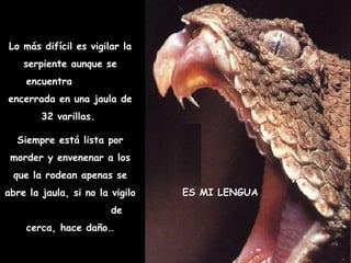 Lo más difícil es vigilar la serpiente aunque se encuentra  encerrada en una jaula de 32 varillas.  Siempre está lista por morder y envenenar a los que la rodean apenas se abre la jaula, si no la vigilo  de cerca, hace daño… ES MI LENGUA 