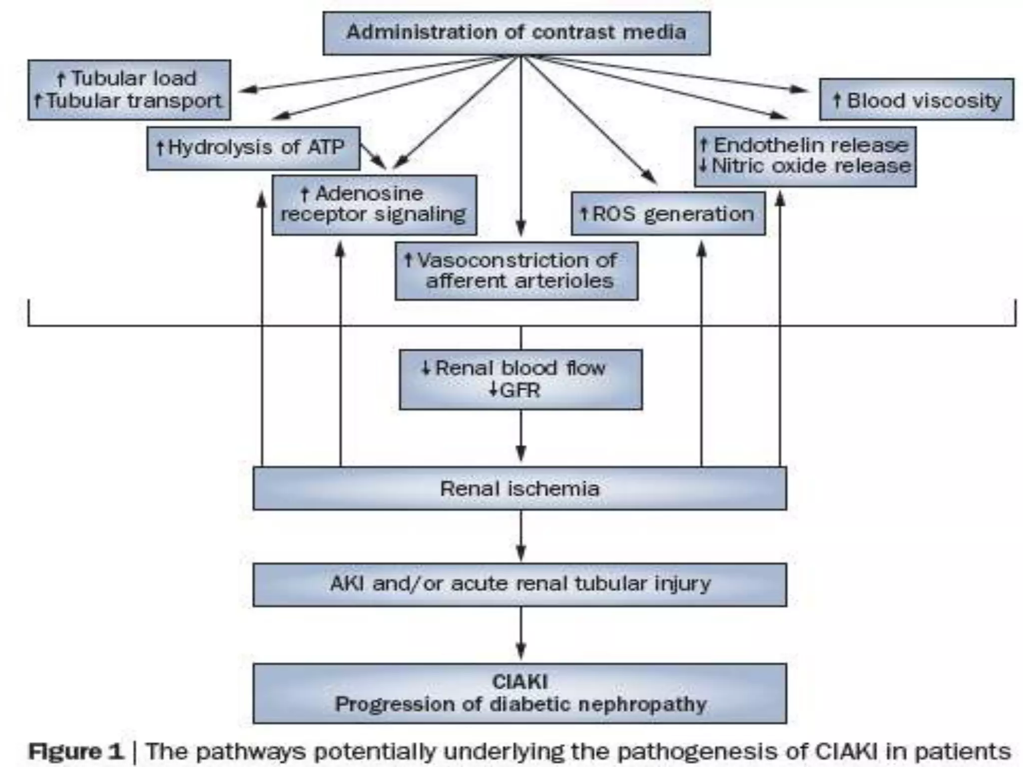 Contrast induced acute kidney injury | PPTX