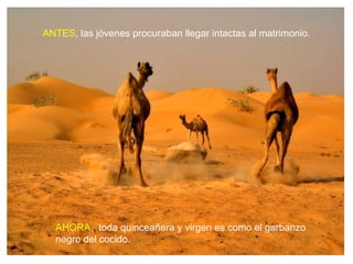 ANTES, las jóvenes procuraban llegar intactas al matrimonio.




  AHORA,, toda quinceañera y virgen es como el garbanzo
  negro del cocido.
 
