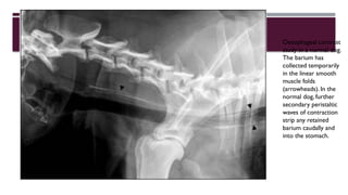 contrast radiography - diagnostic imaging.pptx