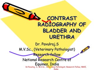 CONTRAST
RADIOGRAPHY OF
BLADDER AND
URETHRA
Dr. Pavulraj.S
M.V.Sc., (Veterinary Pathologist)
Research fellow
National Research Centre of
Equines, India
Dr.Pavulraj. S., M.V.Sc., Veterinary Pathologist, Research Fellow, NRCE,
India
 