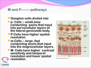M and P------- pathways
Ganglion cells divded into
p- Cells :- small,slow
conducting axons that input
into parvocellular layers of
the lateral geniculate body.
P-Cells have higher spatial
resolution.
m-Cells :- large ,fast
conducting axons that input
into the magnocellular layers.
M- Cells have higher contrast
sensitivity and temporal
resolution and lower spatial
resolution.
 