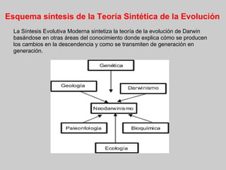 Esquema síntesis de la Teoría Sintética de la Evolución
La Síntesis Evolutiva Moderna sintetiza la teoría de la evolución de Darwin
basándose en otras áreas del conocimiento donde explica cómo se producen
los cambios en la descendencia y como se transmiten de generación en
generación.
 