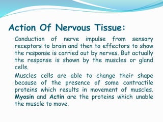Action Of Nervous Tissue:
Conduction of nerve impulse from sensory
receptors to brain and then to effectors to show
the response is carried out by nerves. But actually
the response is shown by the muscles or gland
cells.
Muscles cells are able to change their shape
because of the presence of some contractile
proteins which results in movement of muscles.
Myosin and Actin are the proteins which unable
the muscle to move.
 