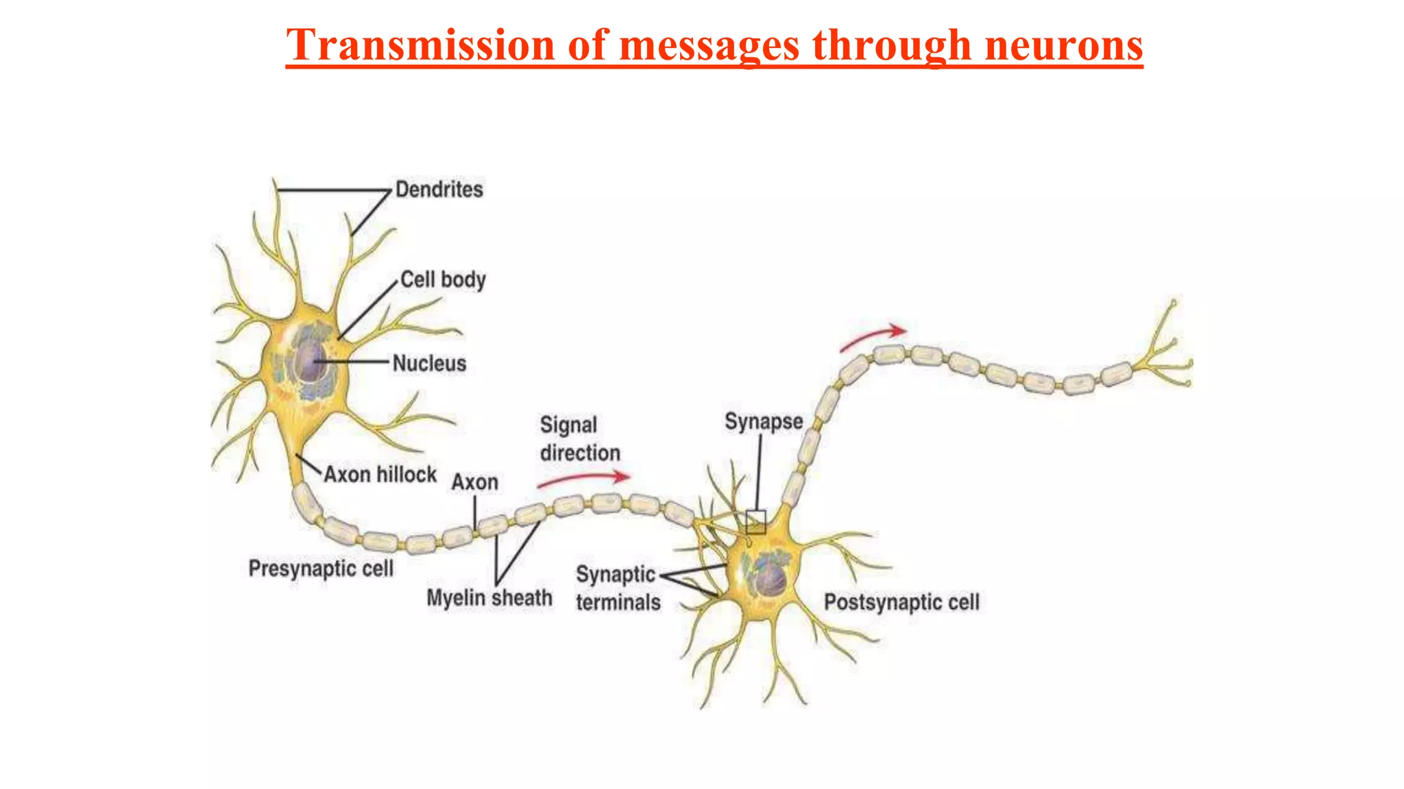 Transmission of messages through neurons
 