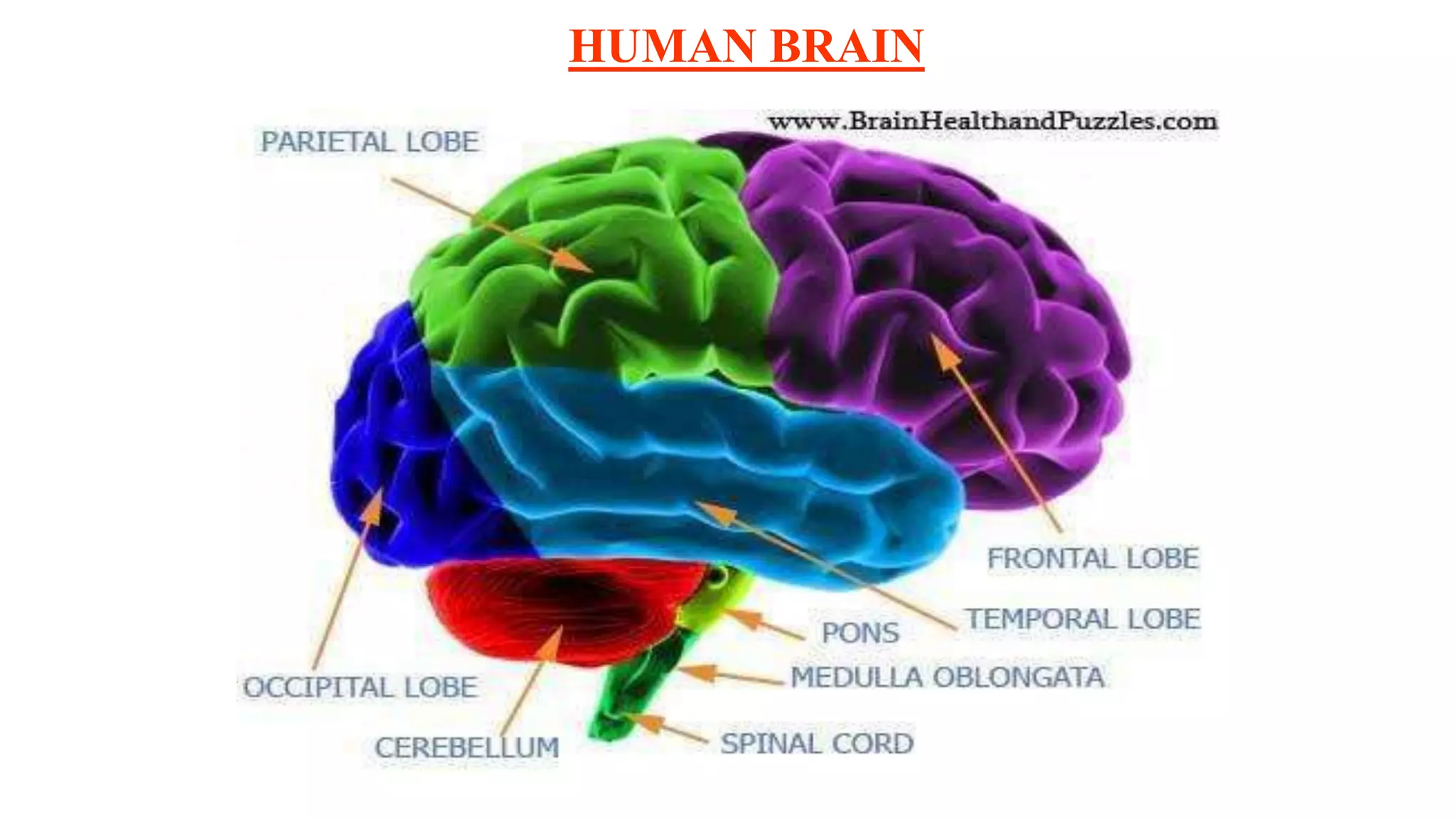 HUMAN BRAIN
 