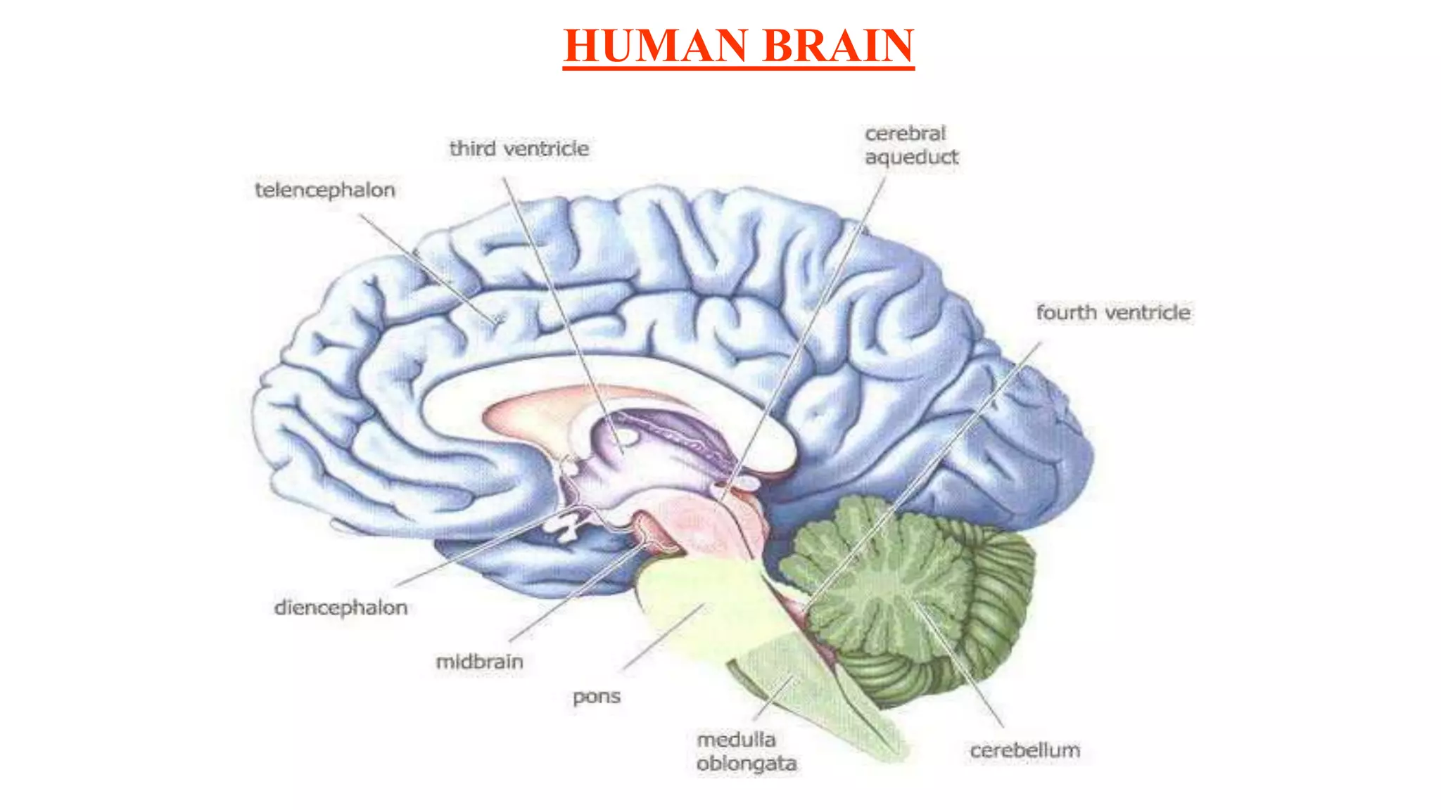 HUMAN BRAIN
 