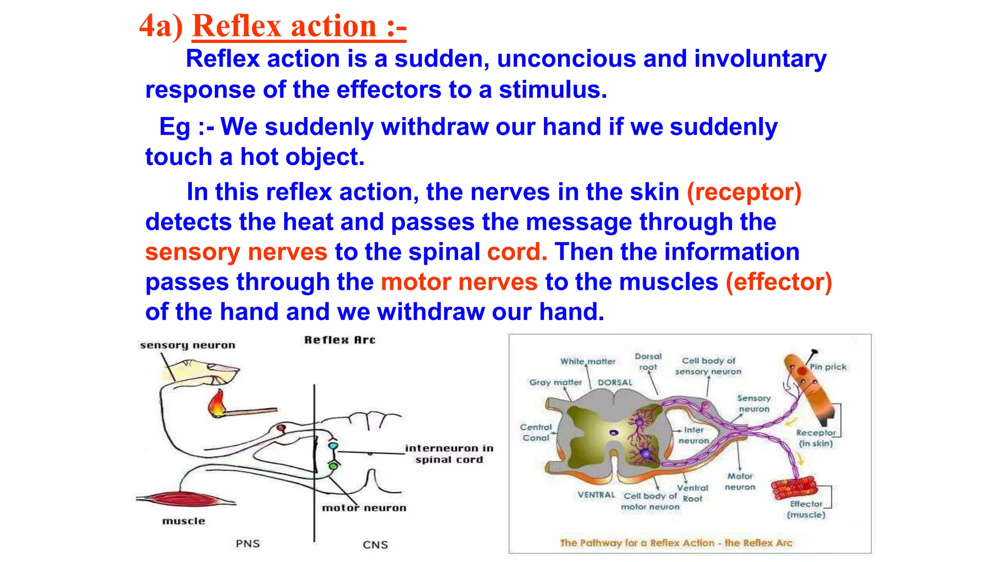 4a) Reflex action :-
Reflex action is a sudden, unconcious and involuntary
response of the effectors to a stimulus.
Eg :- We suddenly withdraw our hand if we suddenly
touch a hot object.
In this reflex action, the nerves in the skin (receptor)
detects the heat and passes the message through the
sensory nerves to the spinal cord. Then the information
passes through the motor nerves to the muscles (effector)
of the hand and we withdraw our hand.
 