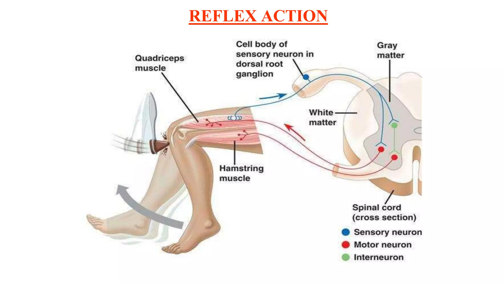 REFLEX ACTION
 