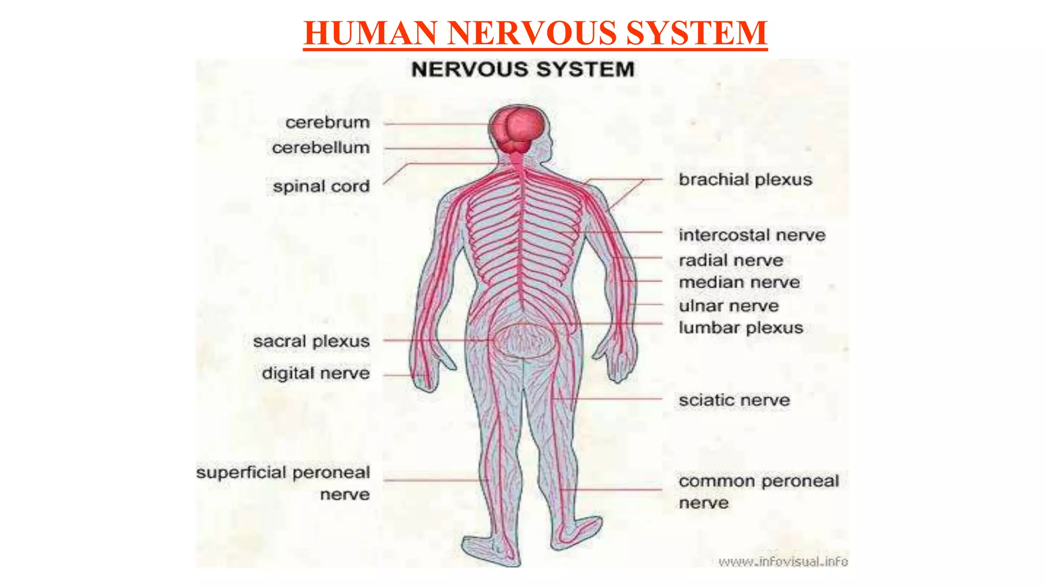 HUMAN NERVOUS SYSTEM
 