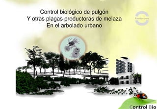 Control biológico de pulgón
Y otras plagas productoras de melaza
En el arbolado urbano
 