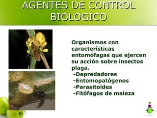 AGENTES DE CONTROL BIOLOGICO Organismos con características entomófagas que ejercen su acción sobre insectos plaga. -Depredadores -Entomopatógenos -Parasitoides -Fitófagos de maleza 