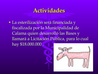 Actividades La esterilización será financiada y fiscalizada por la Municipalidad de Calama quien desarrolló las Bases y llamará a Licitación Pública, para lo cual hay $18.000.000 . 