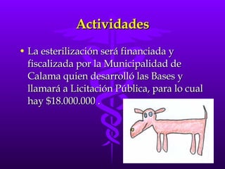 Actividades <ul><li>La esterilización será financiada y fiscalizada por la Municipalidad de Calama quien desarrolló las Ba...